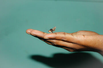 hand holding a butterfly