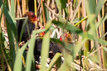 Blesshuhn mit Küken im Schilf