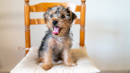 
Portrait of a cute little Yorkshire terrier puppy, black and tan color, tongue out, sitting a wooden chair, on white background