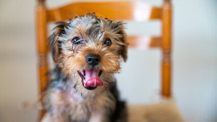 
Portrait of a cute little Yorkshire terrier puppy, black and tan color, tongue out, sitting a wooden chair, on white background