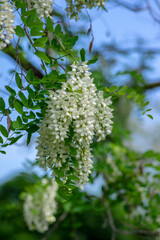 Robinia pseudoacacia ornamental tree in bloom, bright white flowering bunch of flowers, green leaves