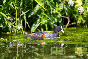 Blesshuhn mit Küken im Schilf
