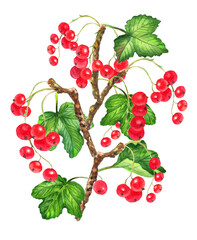 Watercolor colorful set with red currants berries, leaves and branches. White background.