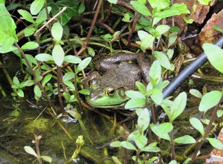 Close up of an American Bullfrog hiding within plants on the edge of a man-made pond