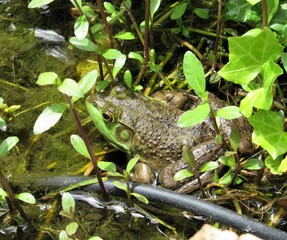 Close up of an American Bullfrog hiding within plants on the edge of a man-made pond