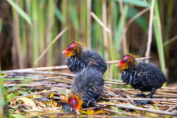 Blesshuhn mit Küken im Schilf