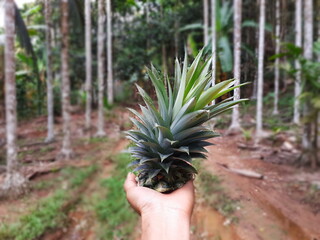 Bright image of woman holding spigot of pineapple, with long green leaves and thorns, standing...
