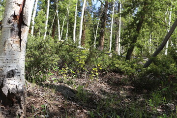 St Elmo Ghost Town Colorado