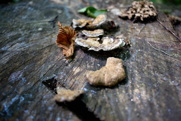 Forest stump overgrown with mushrooms