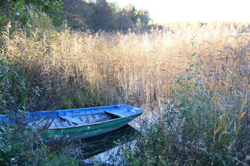 boat in a thicket of reeds on a forest lake