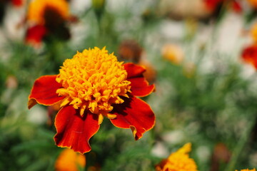 Fleur jaune et rouge dans un jardin