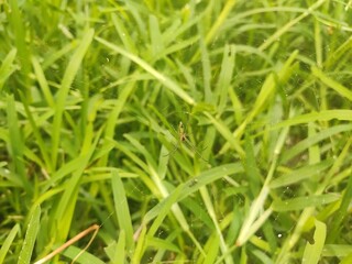 green grass background