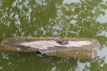 A big gray frog is sitting on a dry wooden brick in a lake
