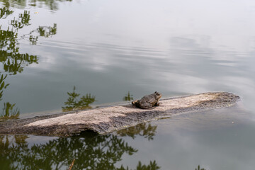 A big gray frog is sitting on a dry wooden brick in a lake