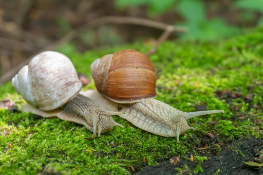 Two big snails on the moss in the nature on a sunny day