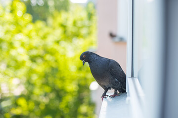 pigeon sitting on a windowsill in sunny weather