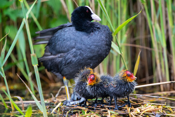 Blesshuhn mit Küken im Schilf