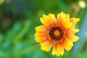 bright yellow flower on green background