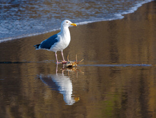 A seagull with reflection on the wet sand beach eating a dungeness crab, Pacific City, Oregon.