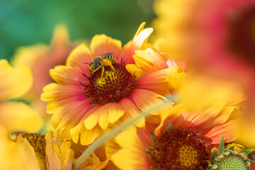 a bee collects pollen on a yellow flower