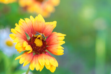a bee collects pollen on a yellow flower