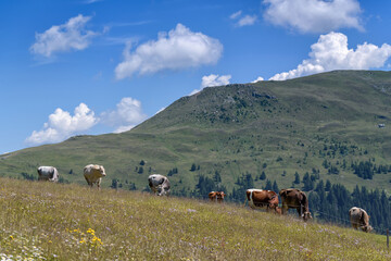 Obraz premium Cows on alpine pasture, Millstatter Alpe, Millstatt am See, Carinthia, Austria