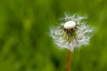 Single dandelion seedling on beautifully blurred green background