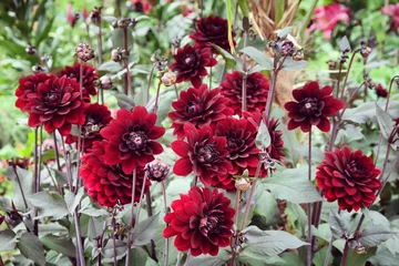Fotobehang Dark red 'Karma Choc' decorative dahlia flowers in bloom during late summer © Alexandra