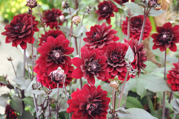 Obraz na płótnie Canvas Dark red 'Karma Choc' decorative dahlia flowers in bloom during late summer