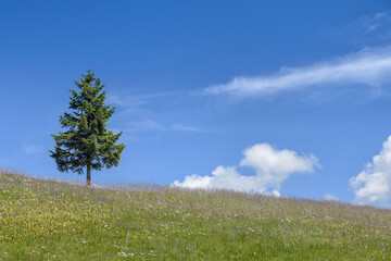 Fototapeta na wymiar flowering alpine pasture with single conifer tree against blue sky with white clouds in summer, Millstatter Alpe, Millstatt am See, Carinthia, Austria