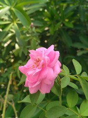 pink rose flower