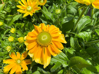 Top view closeup of isolated yellow flowers (rudbeckia prairie sun) with green leaves