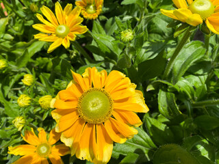 Top view closeup of isolated yellow flowers (rudbeckia prairie sun) with green leaves