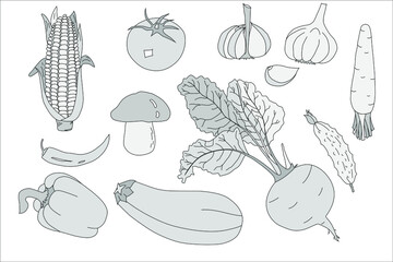 A sketch on the theme of vegetables. Background from vegetables. For design. Vector