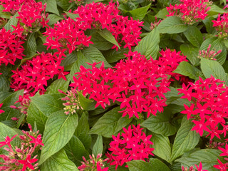 Top view closeup on isolated red purple flowers (pentas lanceolata) with green leaves