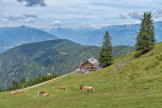 alpine landscape with cows on pasture and mountain hut, Goldeck, Spittal an der Drau, Carinthia, Austria