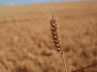 ears of wheat