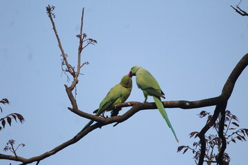 Parrots couple sharing love and food
