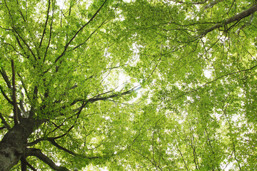 Obraz premium View of the spring trees in the forest.