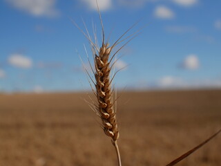 field of wheat