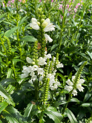 Top view closeup of isolated field with white flowers (physostegia virginiana) with green leaves