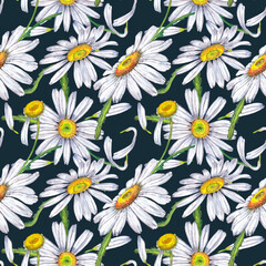 Seamless pattern of big chamomile flowers, petals and leaves. Midsummer realistic wildflowers. Watercolor hand painted isolated elements on dark blue background.