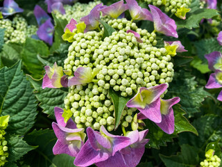 Top view closeup of isolated pink purple flower (hydrangea) with green leaves