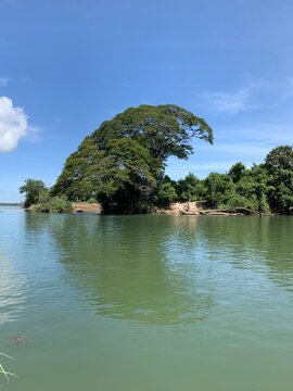 Arbre sur le fleuve M&eacute;kong &agrave; Don Det, Laos