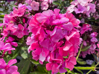 Fototapeta premium Top view closeup of isolated beautiful white pink and purple flowers (phlox paniculata) with green leaves
