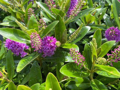Top view closeup of isolated beautiful purple shrub veronica flowers (hebe addenda) with green leaves