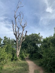Sentier en terre à Don Det, Laos