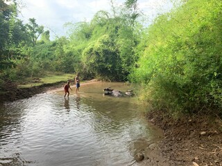 Buffles dans une rivi&egrave;re &agrave; Don Det, Laos