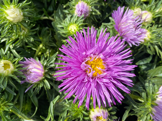 Obraz premium Top view closeup of isolated beautiful purple aster flower head (callistephus chinensis) with green leaves (focus on big blossom)