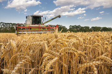 Fototapeta premium close up ears of wheat at field and harvesting machine on background